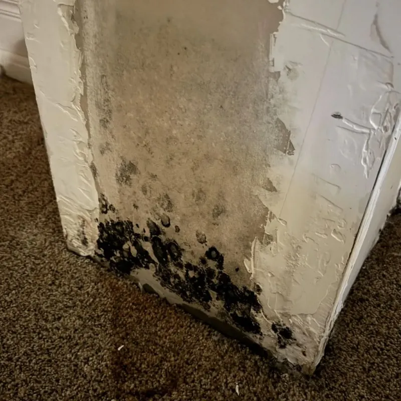 Professional Mold Removal in Buda, TX